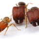 Illustration for article titled Scientists Doom Us All by Engineering Gigantic Super Soldier Ants